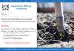 Department of Crop Production